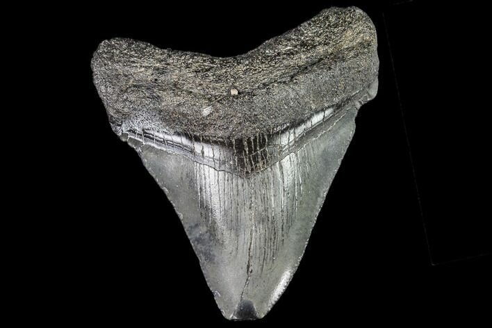 Juvenile Megalodon Tooth - Georgia #111620
